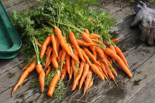 facts about carrots