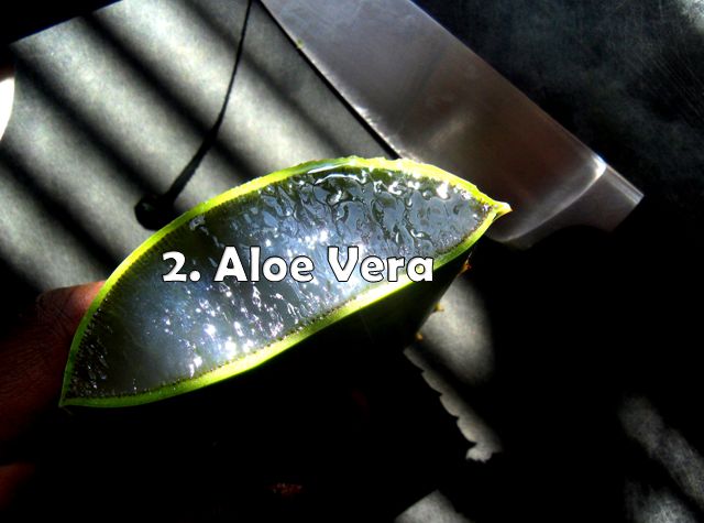 aloe vera for treating itchy acne on face