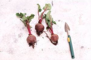 beet root for digestion
