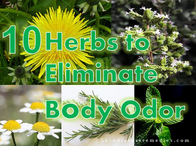 herbs for body odor