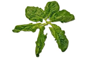 leafy vegetables