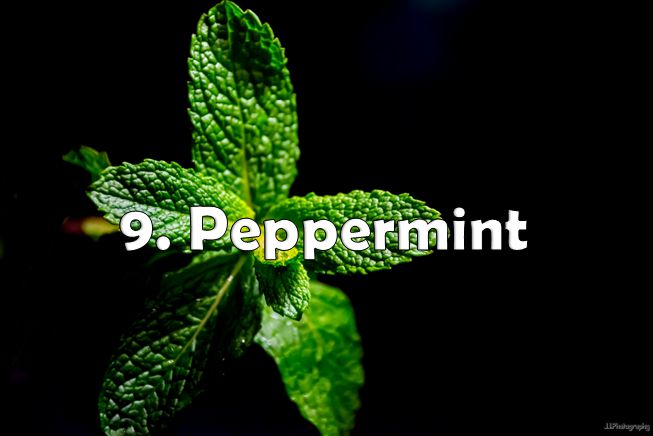 peppermint for pimples