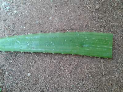 aloe vera gel for treating acne