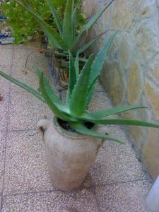 aloe vera leaf and stretch marks