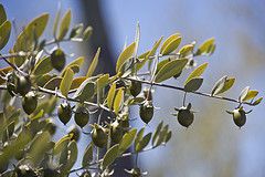 how to make jojoba oil