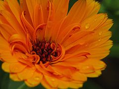 calendula for yeast infection