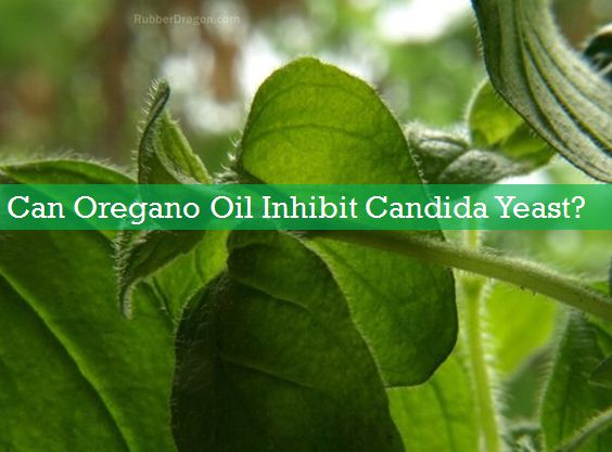 oil of oregano for yeast infection