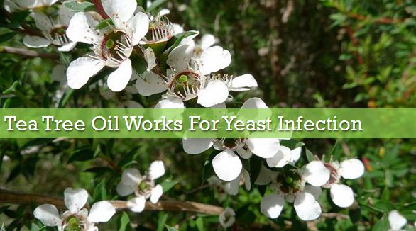 tea tree oil for yeast infection