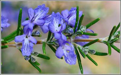 rosemary face mask