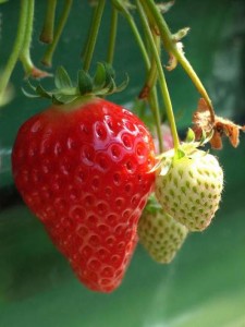 honey and strawberry face pack