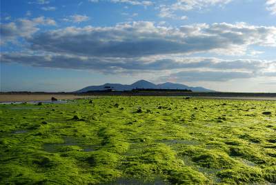 benefits of seaweed for skin