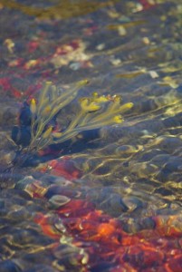 seaweed on seabed