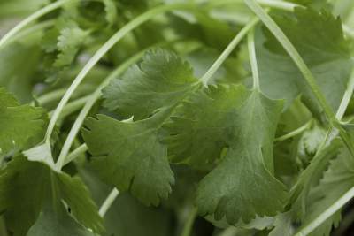 coriander face mask