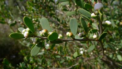 tea tree oil for warts