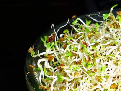alfalfa sprout health benefits
