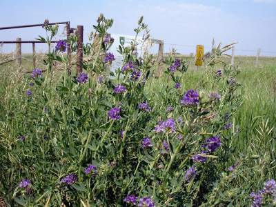 health benefits of alfalfa