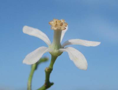 neem flower for acne