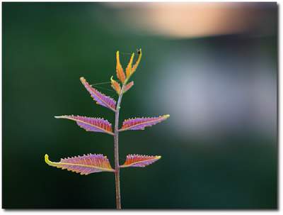 neem oil for acne, skin, eczema and psoriasis