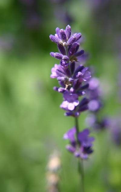 lavender oil and acne scars