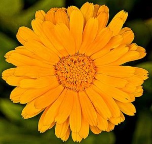 marigold flower face pack