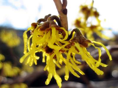 witch hazel face mask