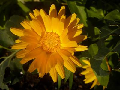 calendula benefits for skin