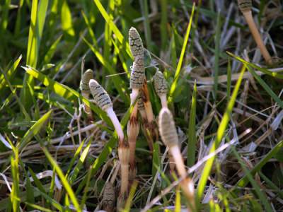 horsetail for skin