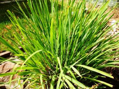 lemongrass benefits for skin