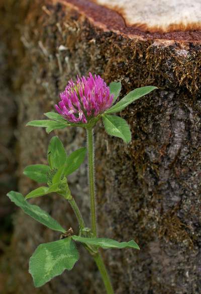 red clover for treating acne