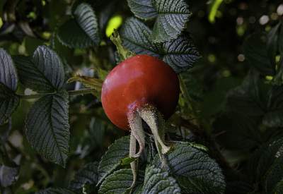 rosehip oil benefits for skin