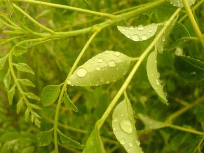 neem oil for eczema