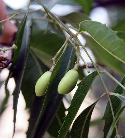 neem seeds