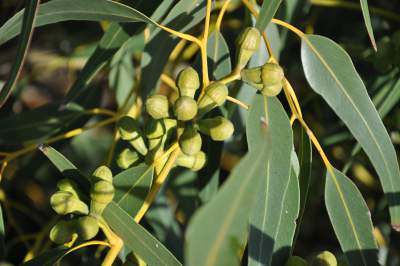 Eucalyptus leaves