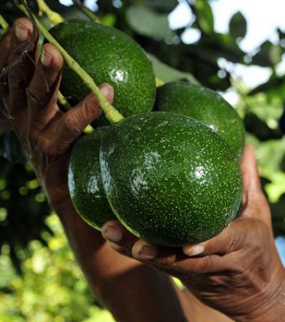 avocado oil for dark circles