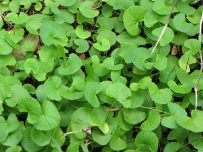 gotu kola to get rid of stretch marks