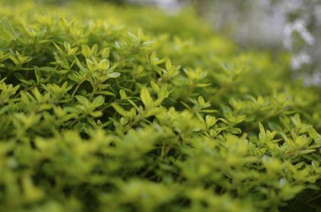 thyme oil to treat acne