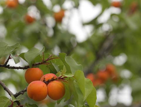 benefits of apricot oil for skin