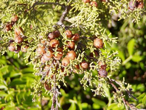 juniper berry oil benefits