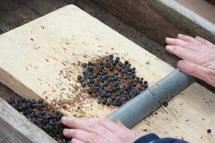 juniper seeds