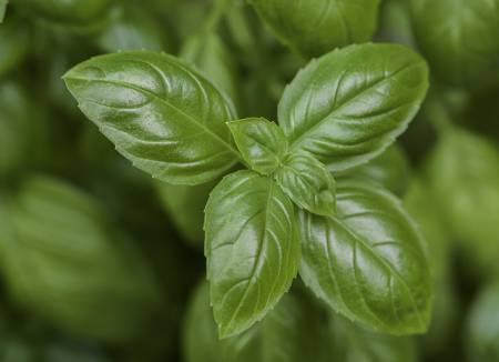 basil essenstial oil for skin