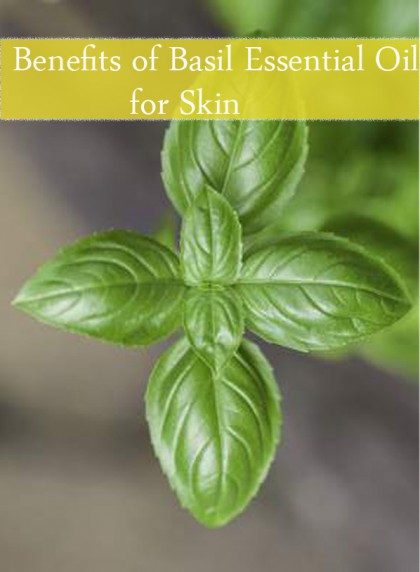 benefits of basil essential oil for skin