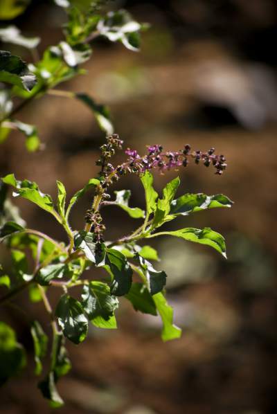 tulsi