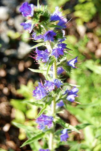 borage oil for acne