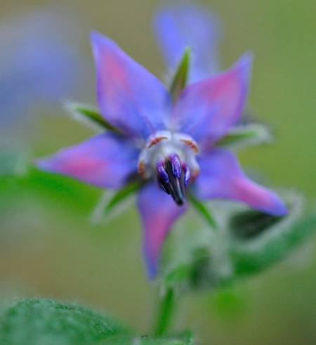 borage oil for rosacea