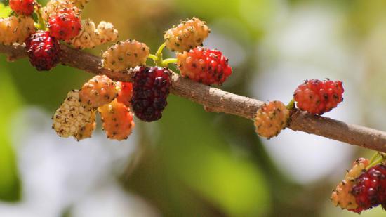mulberry extract for skin whitening