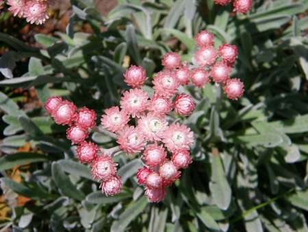 helichrysum oil for skin