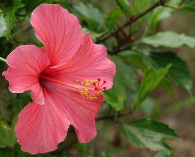 hibiscus flower face pack