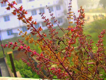 tulsi to treat acne and acne scars