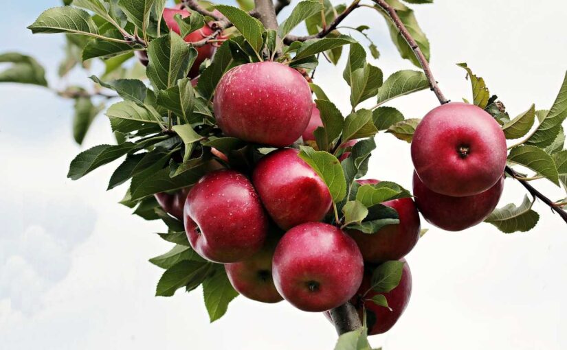 Are Apples Beneficial for Weight Loss? Discover Their Surprising Health Benefits