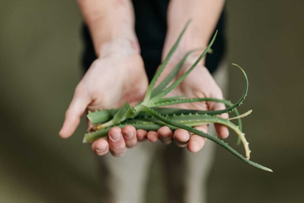 Using Aloe Vera for Dark Spots on Your Skin: Tips